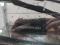 preview Volvo V60 #5