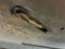 preview Kia cee'd #5
