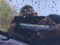 preview Volkswagen Polo #1